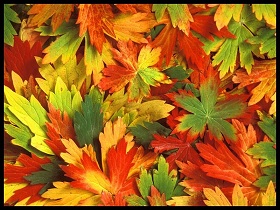 feuilles-d-automne-3